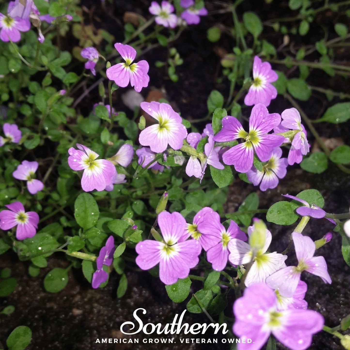 Virginia Stock – 500 Seeds