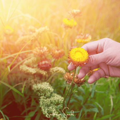 Yellow Strawflower – 100 Seeds
