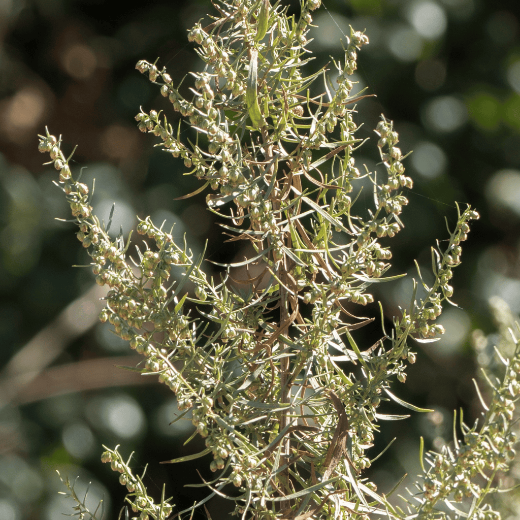 Tarragon – 300 Seeds