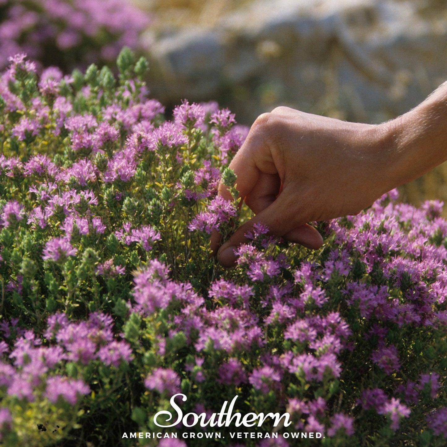 Wild Thyme – 250 Seeds
