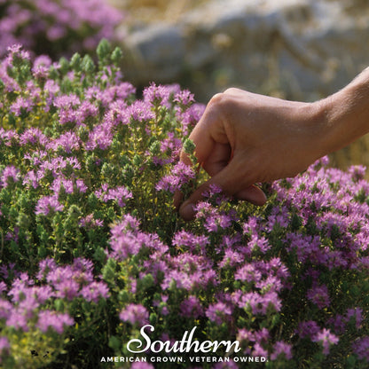 Wild Thyme – 250 Seeds