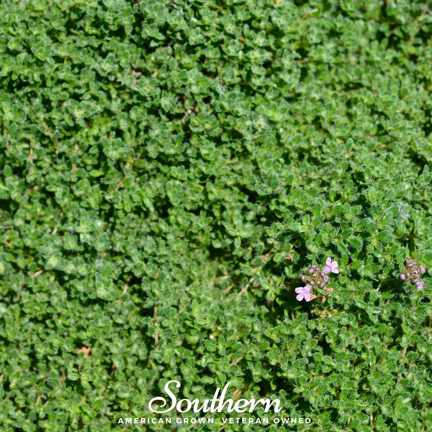 Wild Thyme – 250 Seeds
