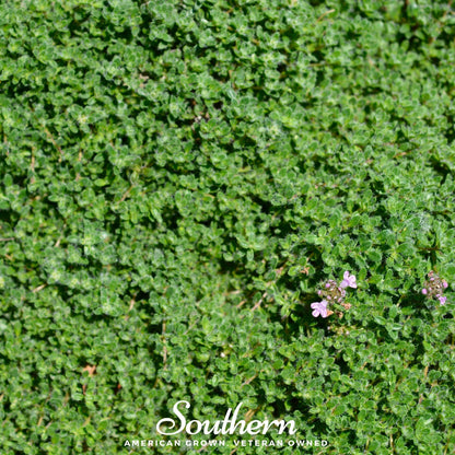 Wild Thyme – 250 Seeds
