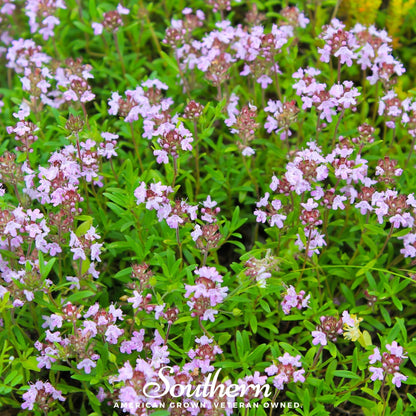Wild Thyme – 250 Seeds