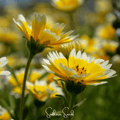 Tidy Tips – 100 Seeds