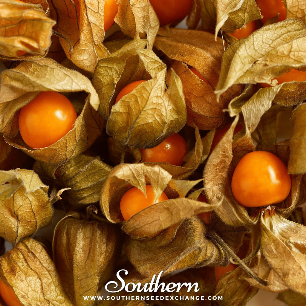 Husk Cherry Tomatillo – 20 Seeds