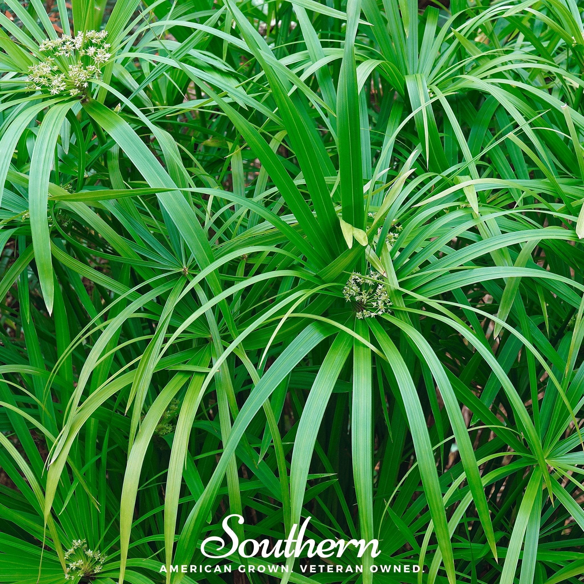 Umbrella Plant – 50 Seeds