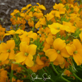 Siberian Wallflower – 250 Seeds