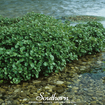 Watercress – 200 Seeds