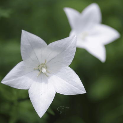 White Balloon Flower – 50 Seeds