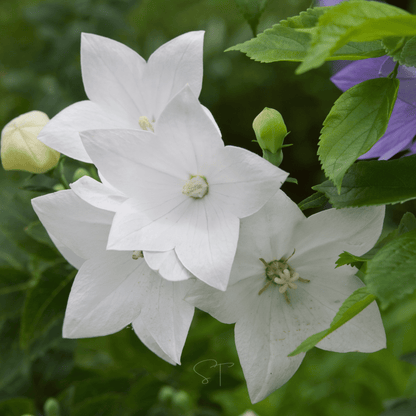 White Balloon Flower – 50 Seeds
