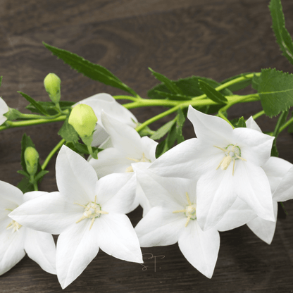 White Balloon Flower – 50 Seeds