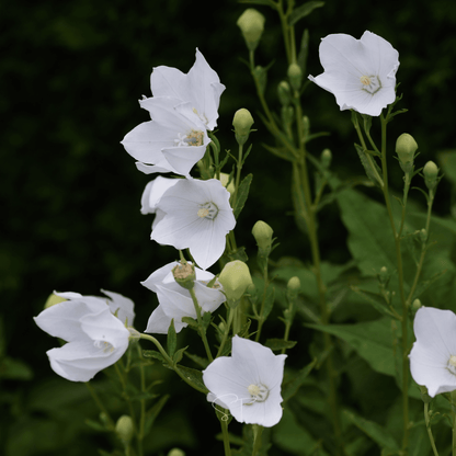 White Balloon Flower – 50 Seeds