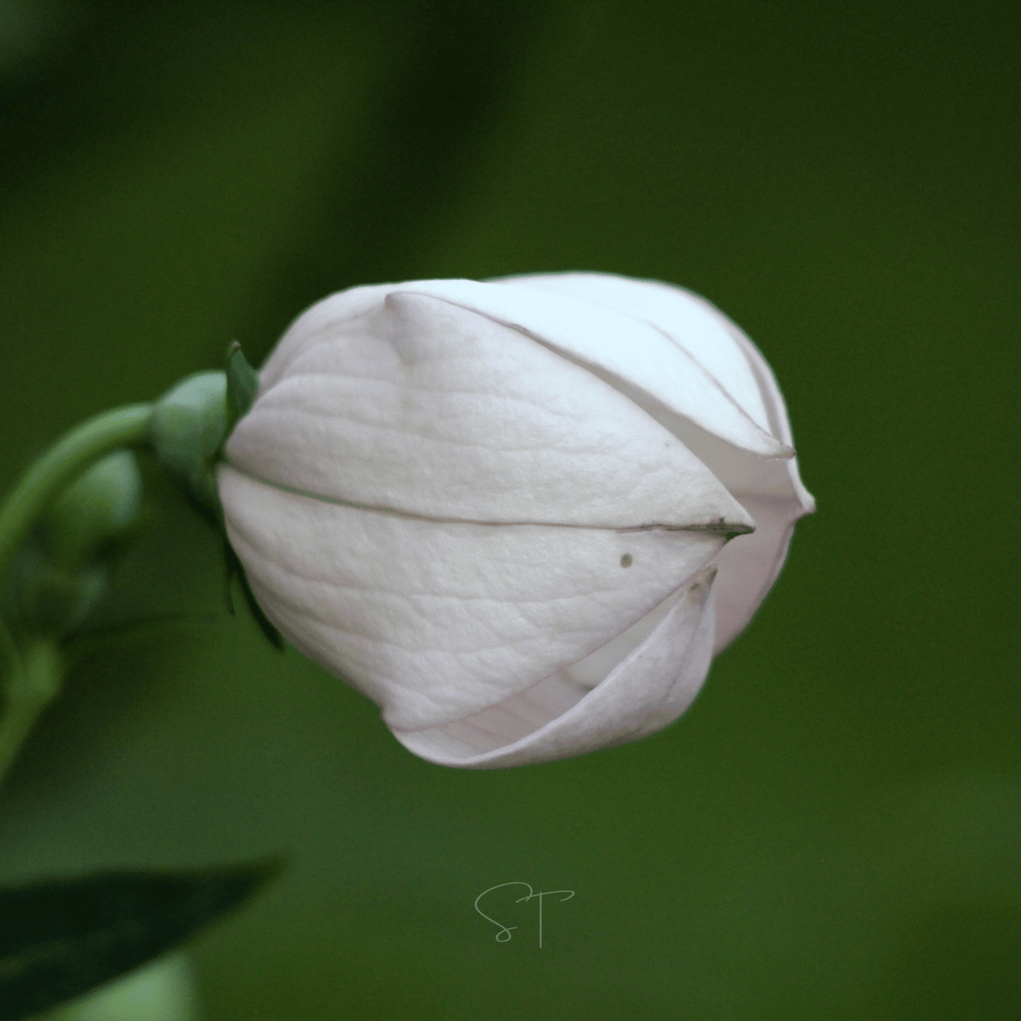 White Balloon Flower – 50 Seeds
