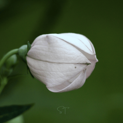White Balloon Flower – 50 Seeds