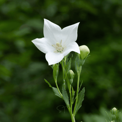 White Balloon Flower – 50 Seeds