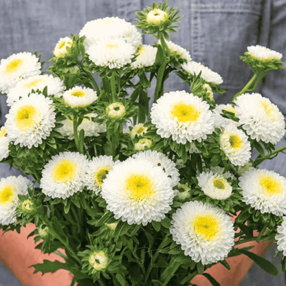 White Pompon Aster – 50 Seeds