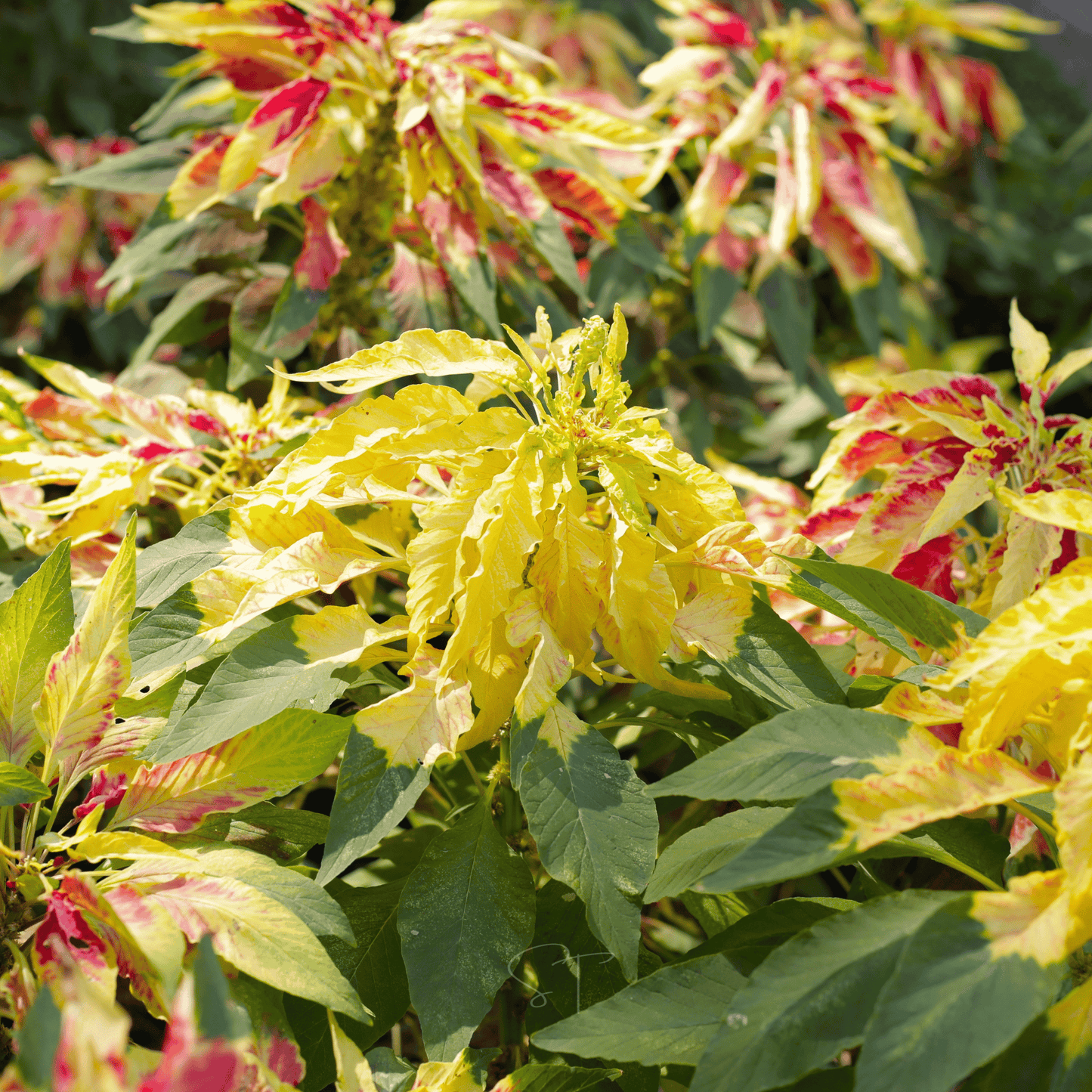 Yellow Amaranth – 100 Seeds