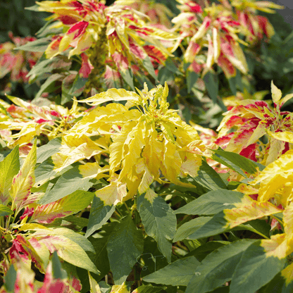 Yellow Amaranth – 100 Seeds