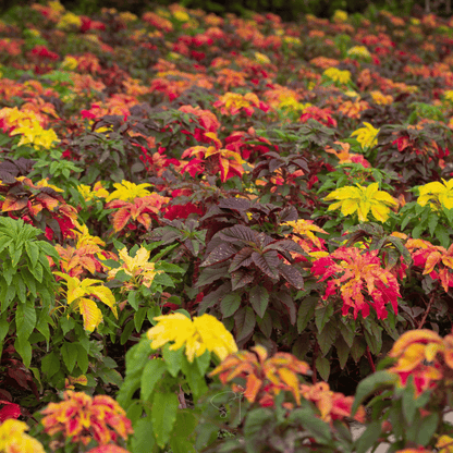 Yellow Amaranth – 100 Seeds