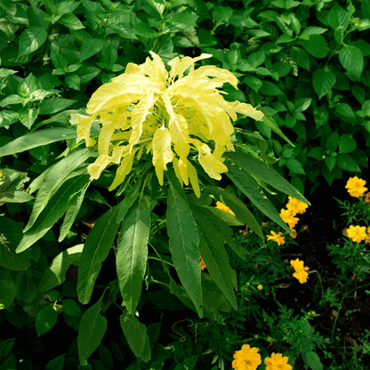 Yellow Amaranth – 100 Seeds