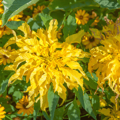 Yellow Amaranth – 100 Seeds
