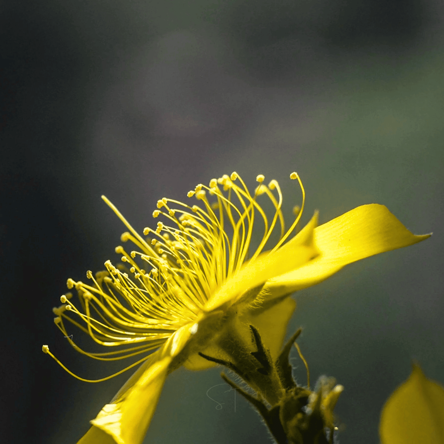 Yellow Blazing Star – 50 Seeds