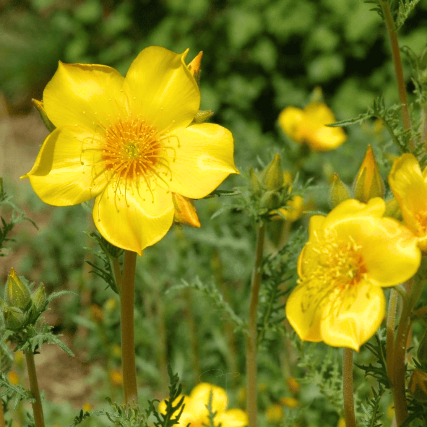 Yellow Blazing Star – 50 Seeds