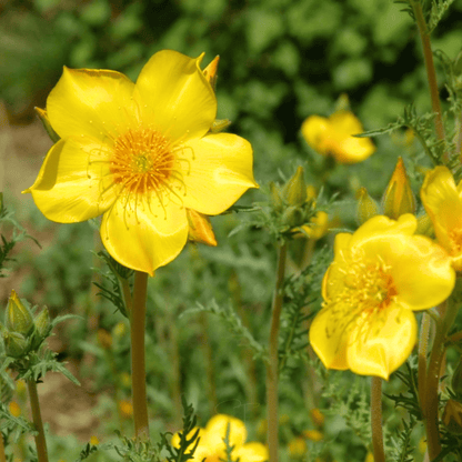 Yellow Blazing Star – 50 Seeds