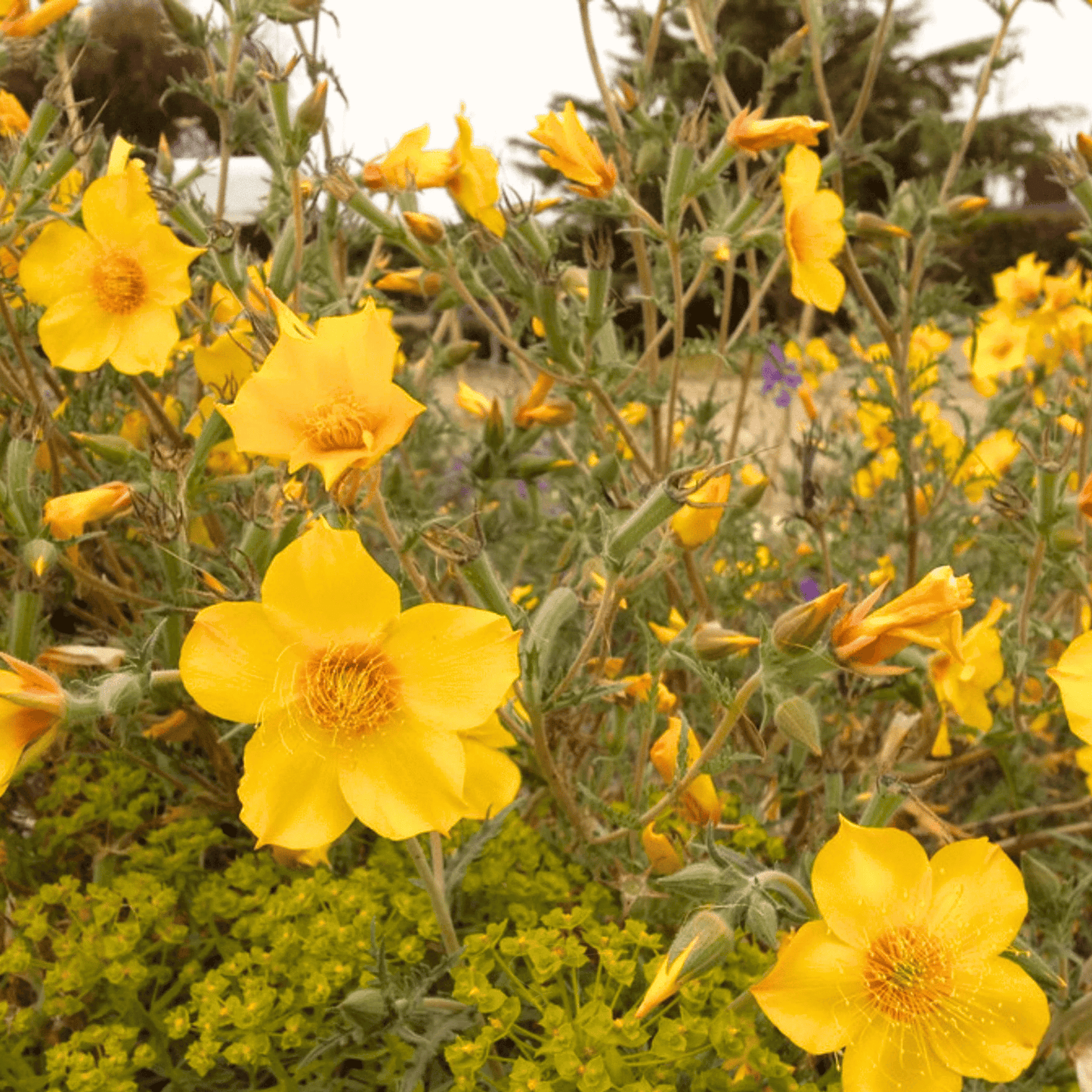 Yellow Blazing Star – 50 Seeds