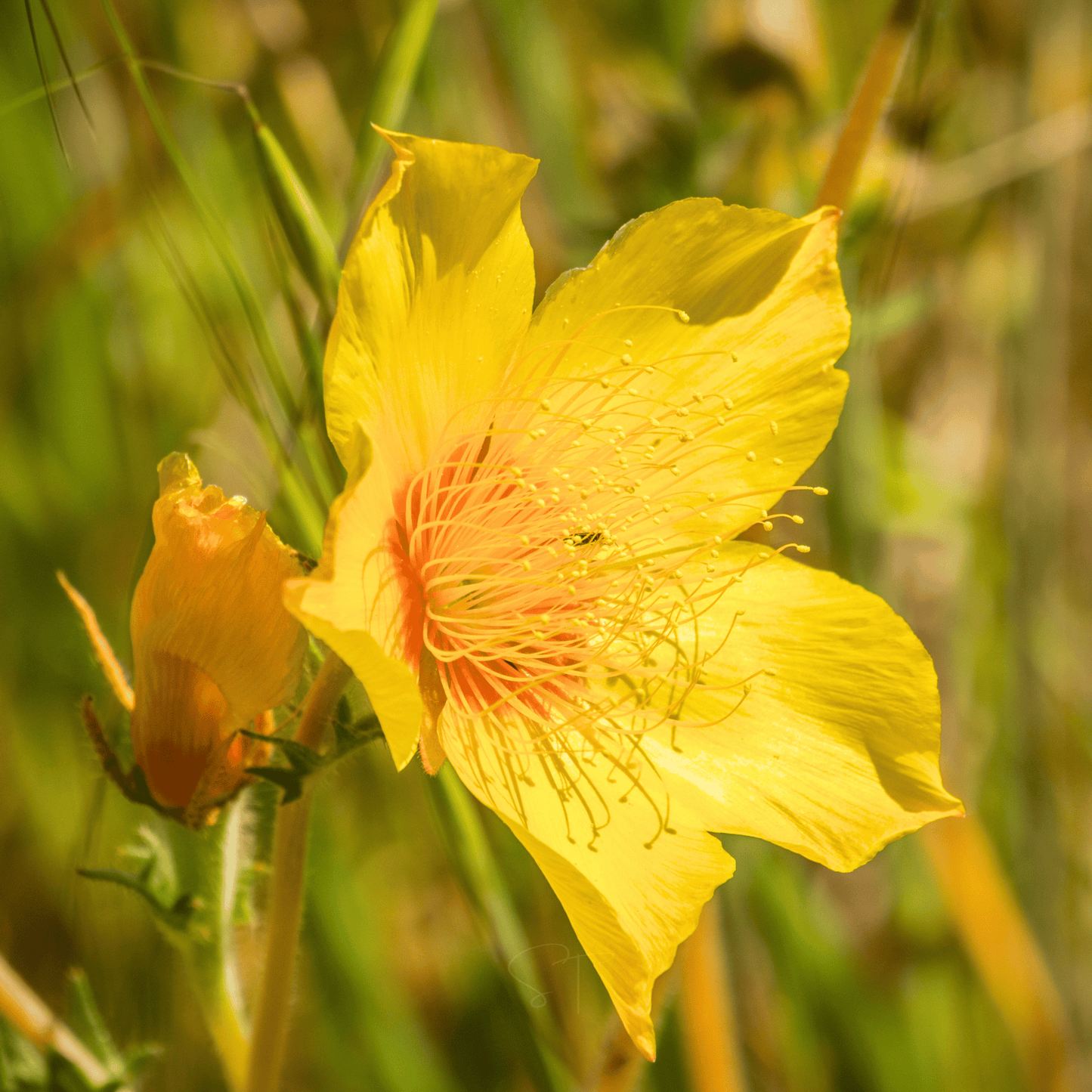 Yellow Blazing Star – 50 Seeds