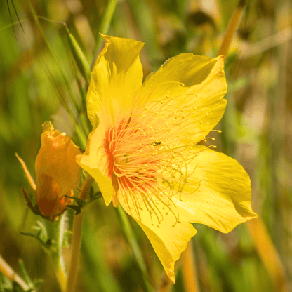 Yellow Blazing Star – 50 Seeds