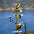 Yerba Santa – 30 Seeds
