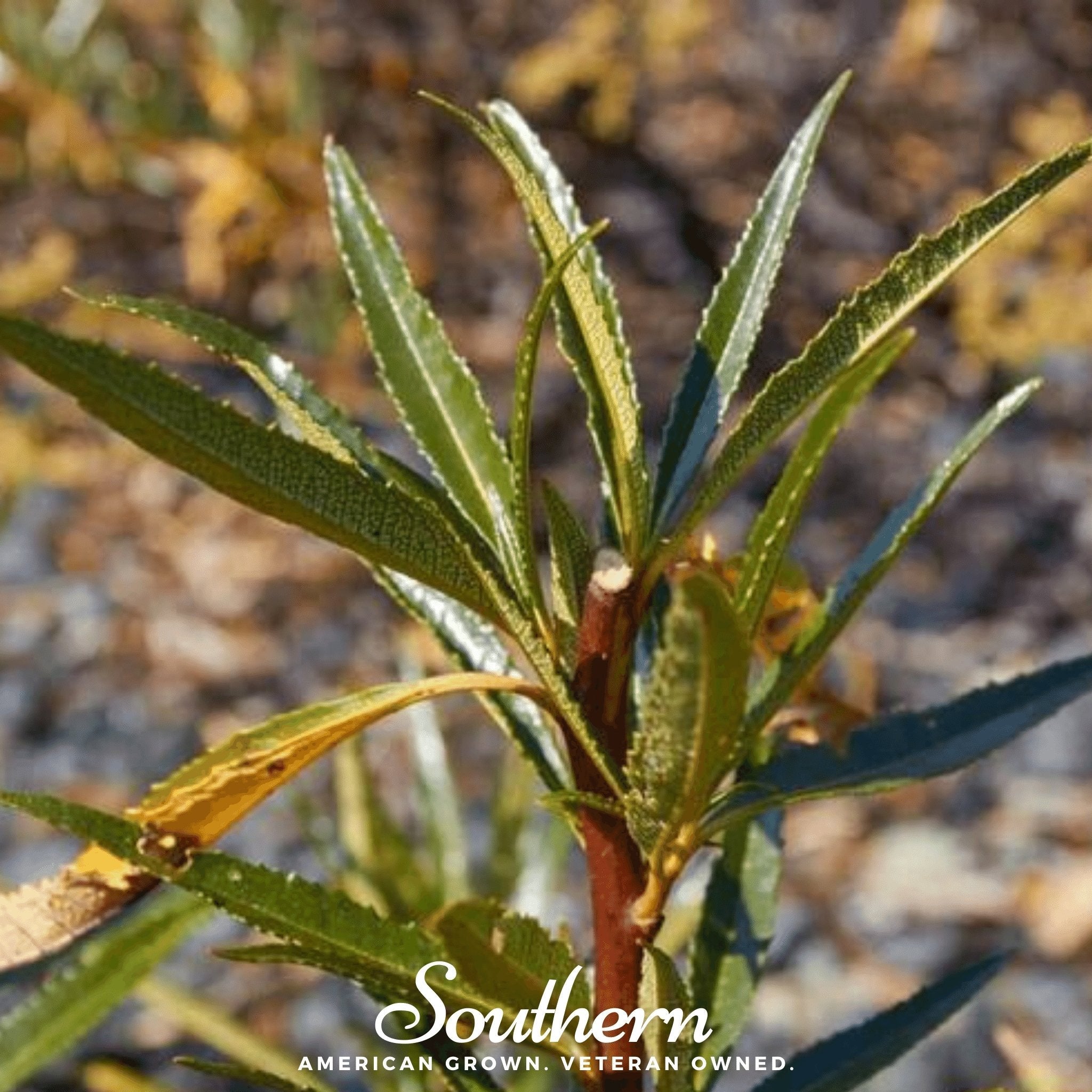 Yerba Santa – 30 Seeds